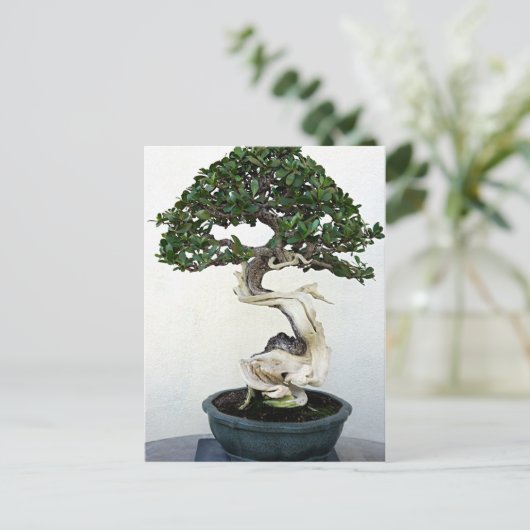 Buttonwood Bonsai Tree Briefkaart (Staand voorkant)