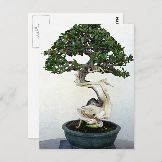 Buttonwood Bonsai Tree Briefkaart (Voorkant / Achterkant)