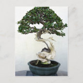 Buttonwood Bonsai Tree Briefkaart (Voorkant)