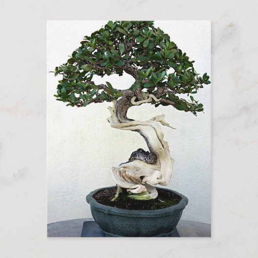 Buttonwood Bonsai Tree Briefkaart (Voorkant)