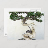Buttonwood Bonsai Tree Briefkaart (Voorkant / Achterkant)
