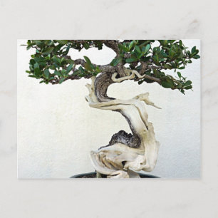 Buttonwood Bonsai Tree Briefkaart