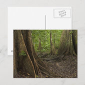 Buttress Roots. Rainforest, Mapari Rupununi, 2 Briefkaart (Voorkant / Achterkant)