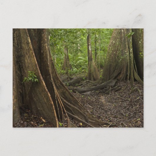 Buttress Roots. Rainforest, Mapari Rupununi, 2 Briefkaart (Voorkant)