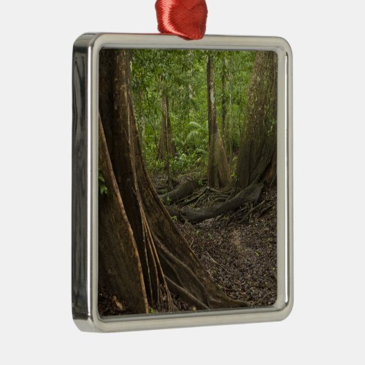 Buttress Roots. Rainforest, Mapari Rupununi, 2 Metalen Ornament (Rechts)