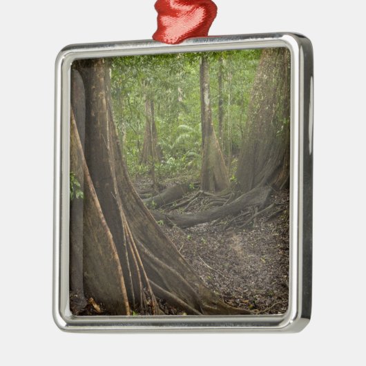 Buttress Roots. Rainforest, Mapari Rupununi, 2 Metalen Ornament (Links)