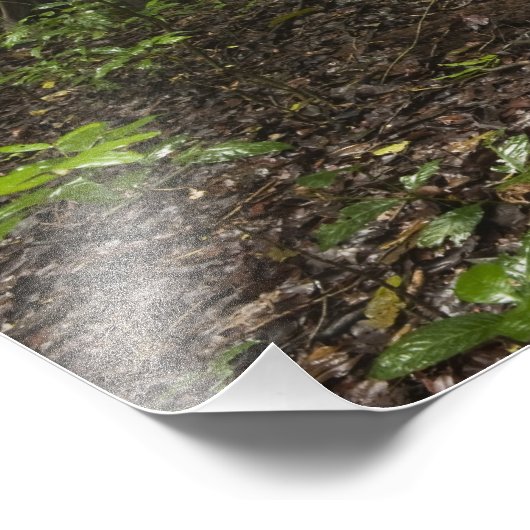 Buttress Roots. regenwoud, Mapari Rupununi Foto Afdruk (Hoek)