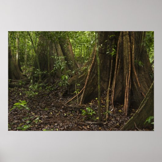 Buttress Roots. regenwoud, Mapari Rupununi Poster (Voorkant)