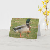 "Buurmallard #2" - Hartelijk dank - Kaart (Gele Bloem)