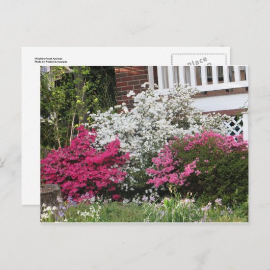 Buurregio Azaleas Briefkaart (Voorkant / Achterkant)