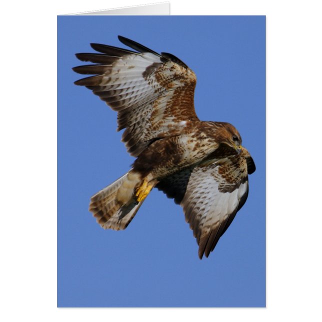 Buzzard 2 (Voorkant)