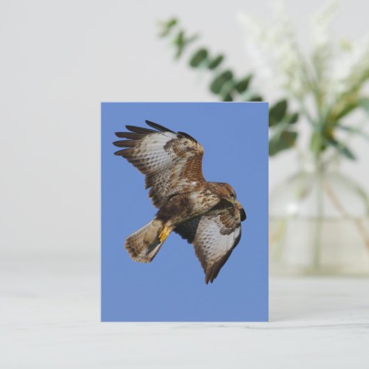 Buzzard 2 briefkaart (Staand voorkant)