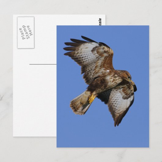 Buzzard 2 briefkaart (Voorkant / Achterkant)