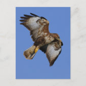 Buzzard 2 briefkaart (Voorkant)