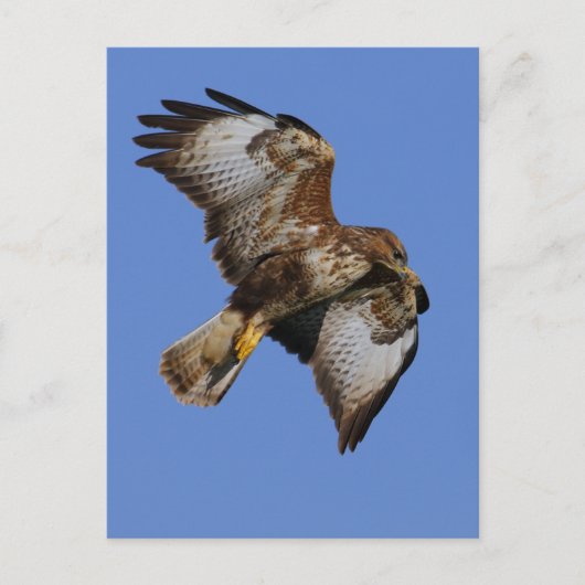 Buzzard 2 briefkaart (Voorkant)