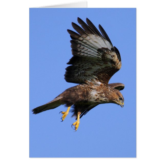 Buzzard 3 (Voorkant)