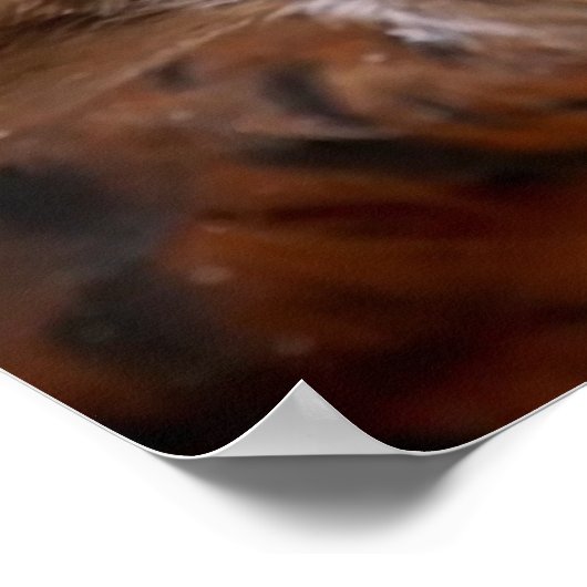 Buzzard afbeelding voor Poster (Hoek)