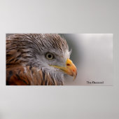 Buzzard afbeelding voor Poster (Voorkant)
