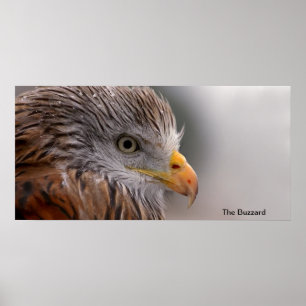Buzzard afbeelding voor Poster