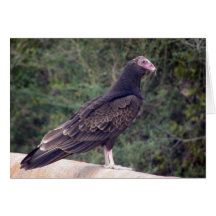 Buzzard - Blij dat je je beter voelt