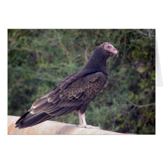 Buzzard - Blij dat je je beter voelt