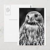 Buzzard Briefkaart (Voorkant / Achterkant)