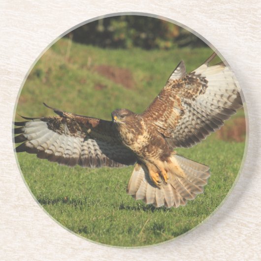 Buzzard Onderzetter (Voorkant)