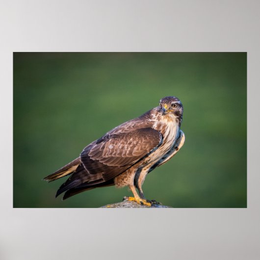 Buzzard Poster (Voorkant)