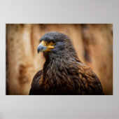 Buzzard Poster (Voorkant)