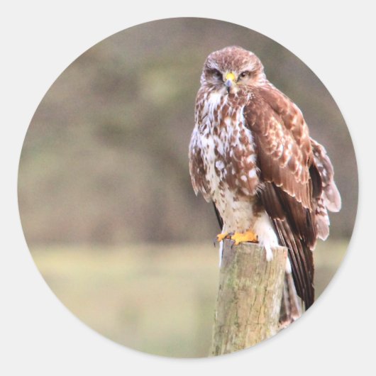 Buzzard Ronde Sticker (Voorkant)