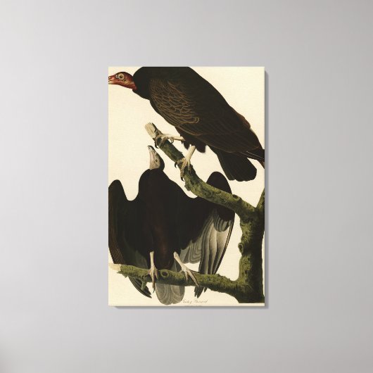 Buzzard uit Audubon's Birds of America Canvas Afdruk (Voorkant)