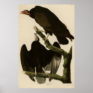 Buzzard uit Audubon's Birds of America Poster