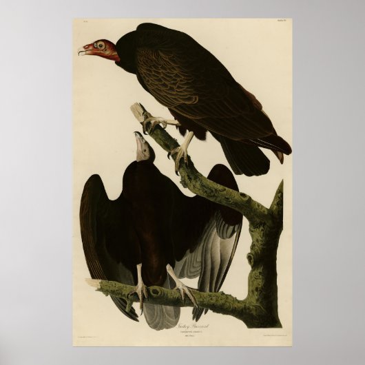 Buzzard uit Audubon's Birds of America Poster (Voorkant)