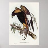 Buzzard van Elizabeth Gould Poster (Voorkant)