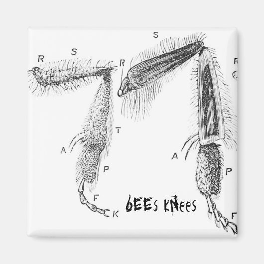 buzzart magnet (Voorkant)