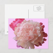 BV- Pink Peony Briefkaart (Voorkant / Achterkant)
