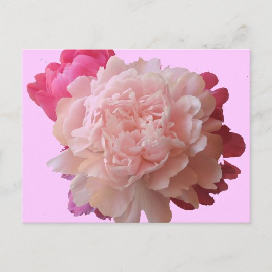 BV- Pink Peony Briefkaart (Voorkant)