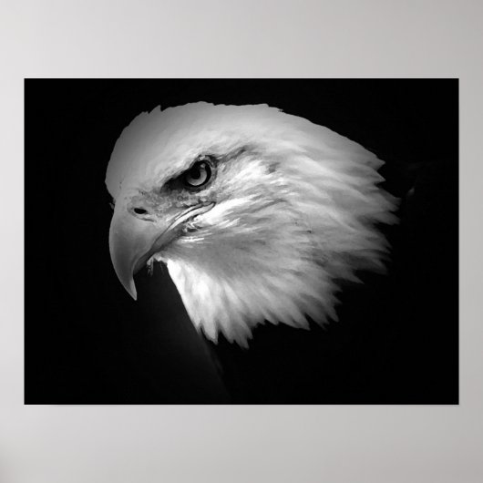 BW American Bald Eagle Poster Print Eagles Posters (Voorkant)