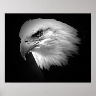 BW American Bald Eagle Poster Print Eagles Posters
