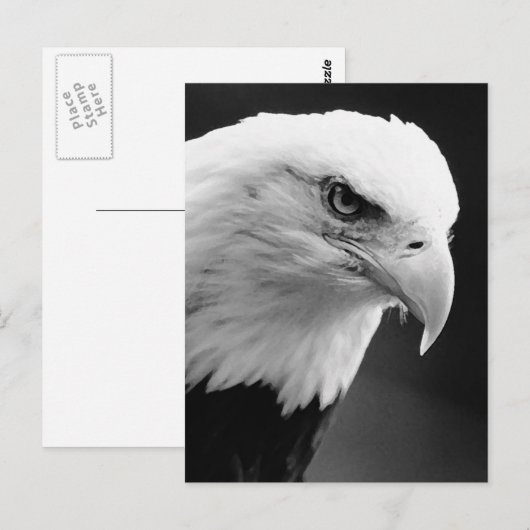 BW Bald Eagle Briefkaart (Voorkant / Achterkant)