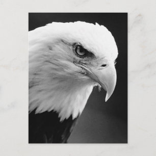 BW Bald Eagle Briefkaart