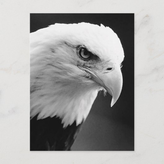 BW Bald Eagle Briefkaart (Voorkant)