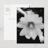 BW-bloem met regendruppels Briefkaart (Voorkant / Achterkant)