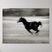 BW Galloping Horse Poster (Voorkant)