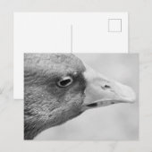 BW Goose Briefkaart (Voorkant / Achterkant)