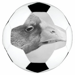 BW Goose Voetbal