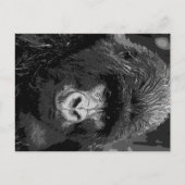 BW Gorilla Face Briefkaart (Voorkant)