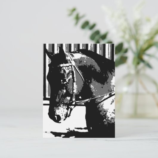 BW hengstenpaard Briefkaart (Staand voorkant)