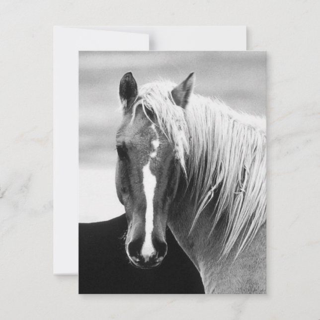 BW Horse Portret (Voorkant)