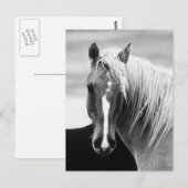 BW Horse Portret Briefkaart (Voorkant / Achterkant)